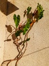 A shadow of a young plant