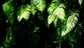 Shadowed Fern Leaves in Rainforest, Ubud, Bali, Indonesia