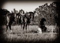 Cowboy and His Horse Paying Respect Royalty Free Stock Photo