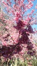 Shadowed Sakura Blossoms Royalty Free Stock Photo