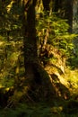 Shadowed trees and fern in forest of washington state Royalty Free Stock Photo