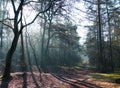 Shadowplay in a misty wood