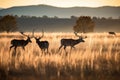 shadows of antelopes grazing on sunlit grasslands