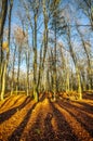 Shadows in the autumn colored forest Royalty Free Stock Photo