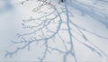 Shadows of Bare Tree Branches on Fresh Winter Snow Royalty Free Stock Photo
