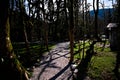 Shadows cast by trees on a path on a spring day in a boxwood grove.