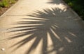 Shadows cast by tropical palm leaves fall across a light concrete path. Sunlight creates patterns on the ground next to green Royalty Free Stock Photo