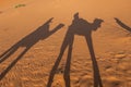 Shadows of a couple on camel dromedaries on the sand dunes