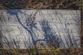 Shadows drawing pine on wooden pathway. Walkway in forest, Kemeri National Park, Latvia. Royalty Free Stock Photo