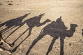 Shadows of dromedary camel caravan on the desert Agafay, Morocco