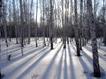 Shadows of a forest Royalty Free Stock Photo