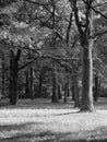 shadows in the forest, monochrom Royalty Free Stock Photo