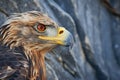 shadows of a golden eagle on a rocky mountain face Royalty Free Stock Photo
