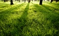 Shadows on green wet morning grass