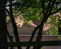 Shadows and highlights around maple trees in Seattle neighborhood