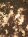 Shadows of leaf on old bricks road surface ,Hadyai ,Songkhla ,Thailand