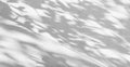 Shadows leaf on a white concrete rough texture background