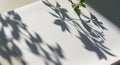 Shadows of leafy branches cast onto a white surface create a natural pattern. Bright sunlight Royalty Free Stock Photo