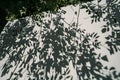 Shadows of leaves and branches fall on white background  varying shapes suggest natural setting Royalty Free Stock Photo