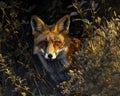 Shadows lengthen as twilight deepens, and a fox creeps through the underbrush, alert and watchful