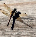 Shadows of Magical Dragonflies