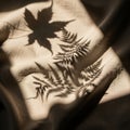Shadows of a maple leaf (Acer spp.) and fern (possibly Pteridophyta) are intricately cast on a Royalty Free Stock Photo