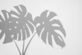 Shadows monstera leaf on concrete textured wall surface background. Royalty Free Stock Photo
