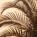 Shadows of palm fronds (Arecaceae family) create an intricate pattern on a light-colored wall. The Royalty Free Stock Photo