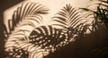 Shadows of palm leaves cast against a light-colored wall create a striking silhouette effect. The Royalty Free Stock Photo