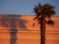 Shadows from palm trees on the facade of a building in the rays of the sun Royalty Free Stock Photo