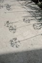 Shadows of plants on concrete Royalty Free Stock Photo