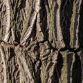 Between shadows and the raised bark sections, emphasizing the Royalty Free Stock Photo