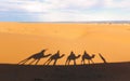 Shadows on the sand in Sahara desert in Merzouga, Morocco. Camel caravan on the desert in Africa. Tourist excursion camel riding Royalty Free Stock Photo