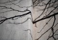 Shadows or Silhouette of Tree Branches against Exterior Home Wall Royalty Free Stock Photo
