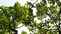 The shadows from the sky contrast with the leaves that make a difference.