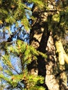 Shadows on the spruce trunk