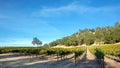 Shadows and sunlight over winery vineyard in Paso Robles California USA