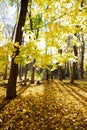 Shadows of tall maple trees with backlit of sun peeking light behind, vibrant bright color woodland forest area blanket of leaves Royalty Free Stock Photo