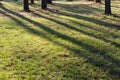 Shadows from tall pines in a forest glade. Sunset in the forest. Green grass in autumn park Royalty Free Stock Photo