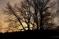 Shadows of tree branches against a yellow sky at sunset Royalty Free Stock Photo