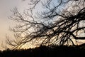 Shadows of tree branches against a yellow sky at sunset Royalty Free Stock Photo