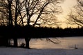 Shadows of tree branches against a yellow sky at sunset Royalty Free Stock Photo