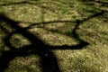 Shadows on the grass surface