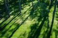 Shadows of tree branches lie over the green lawn Royalty Free Stock Photo
