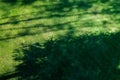 Shadows of tree branches lie over the green lawn Royalty Free Stock Photo