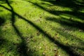 Shadows of tree branches lie over the green lawn Royalty Free Stock Photo