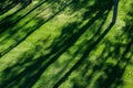 Shadows of tree branches lie over the green lawn Royalty Free Stock Photo