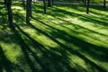 Shadows of tree branches lie over the green lawn Royalty Free Stock Photo