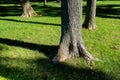 Shadows of tree branches in park with trees Royalty Free Stock Photo