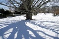 Shadows of tree outside the Breakers Mansion - Newport, Connecticut, USA Royalty Free Stock Photo